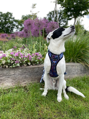 Trail & Glow® Harness Bundle Set - Enchanted - Bailey and Coco (UK)