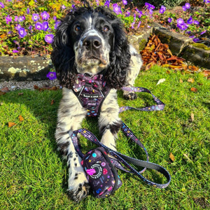 Trail & Glow® Harness Bundle Set - Space Paws - Bailey and Coco (UK)