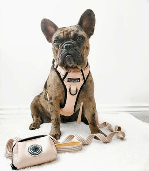 Trail & Glow® Harness Bundle Set - The Champagne One - Bailey and Coco (UK)