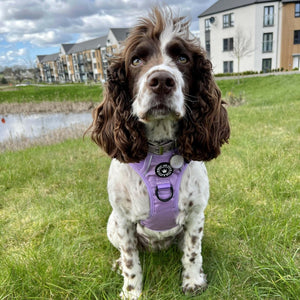 Trail & Glow® Harness Bundle Set - The Lilac One - Bailey and Coco (UK)