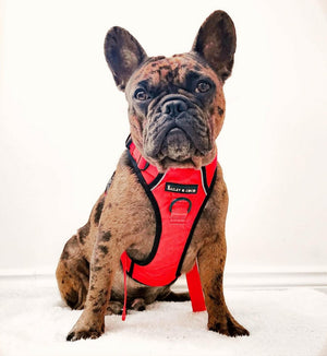 Trail & Glow® Harness Bundle Set - The Red One - Bailey and Coco (UK)