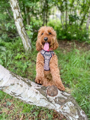 Trail & Glow® Harness Bundle Set - Wild One - Bailey and Coco (UK)