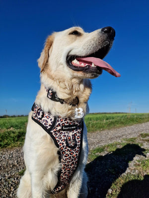 Trail & Glow® Harness Bundle Set - Wild One - Bailey and Coco (UK)