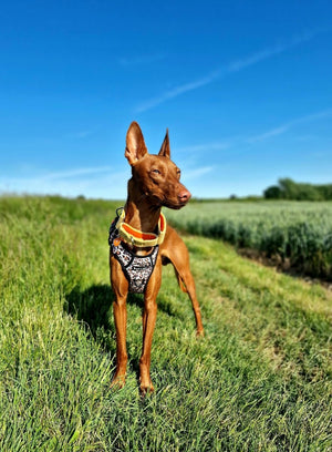 Trail & Glow® Harness Bundle Set - Wild One - Bailey and Coco (UK)