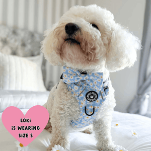 Trail & Glow® Harness – Loves me more - Bailey and Coco (UK)