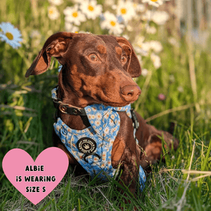 Trail & Glow® Harness – Loves me more - Bailey and Coco (UK)