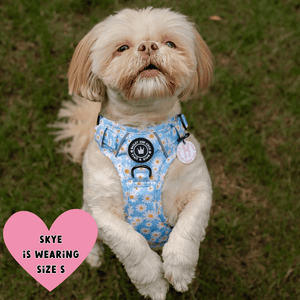 Trail & Glow® Harness – Loves me more - Bailey and Coco (UK)