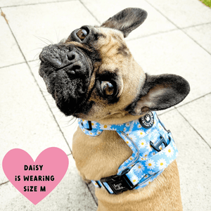 Trail & Glow® Harness – Loves me more - Bailey and Coco (UK)