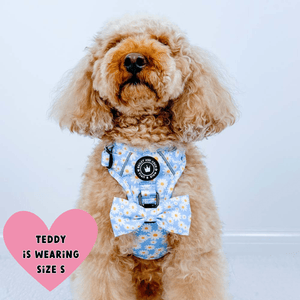 Trail & Glow® Harness – Loves me more - Bailey and Coco (UK)