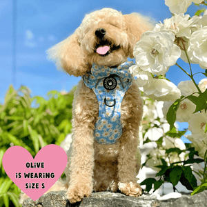 Trail & Glow® Harness – Loves me more - Bailey and Coco (UK)