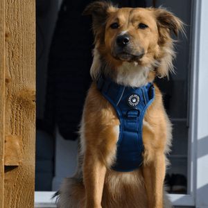 Trail & Glow® Ink Blue Dog Harness - Bailey and Coco (UK)