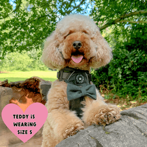 Trail & Glow Tweed Dog Harness - Forest Tweed - Bailey and Coco (UK)