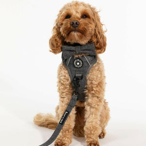 Trail & Glow Tweed Dog Harness - Slate Tweed - Bailey and Coco (UK)