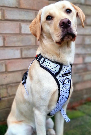 Dog Harness and Lead Set - Ditsy Dalmatian.