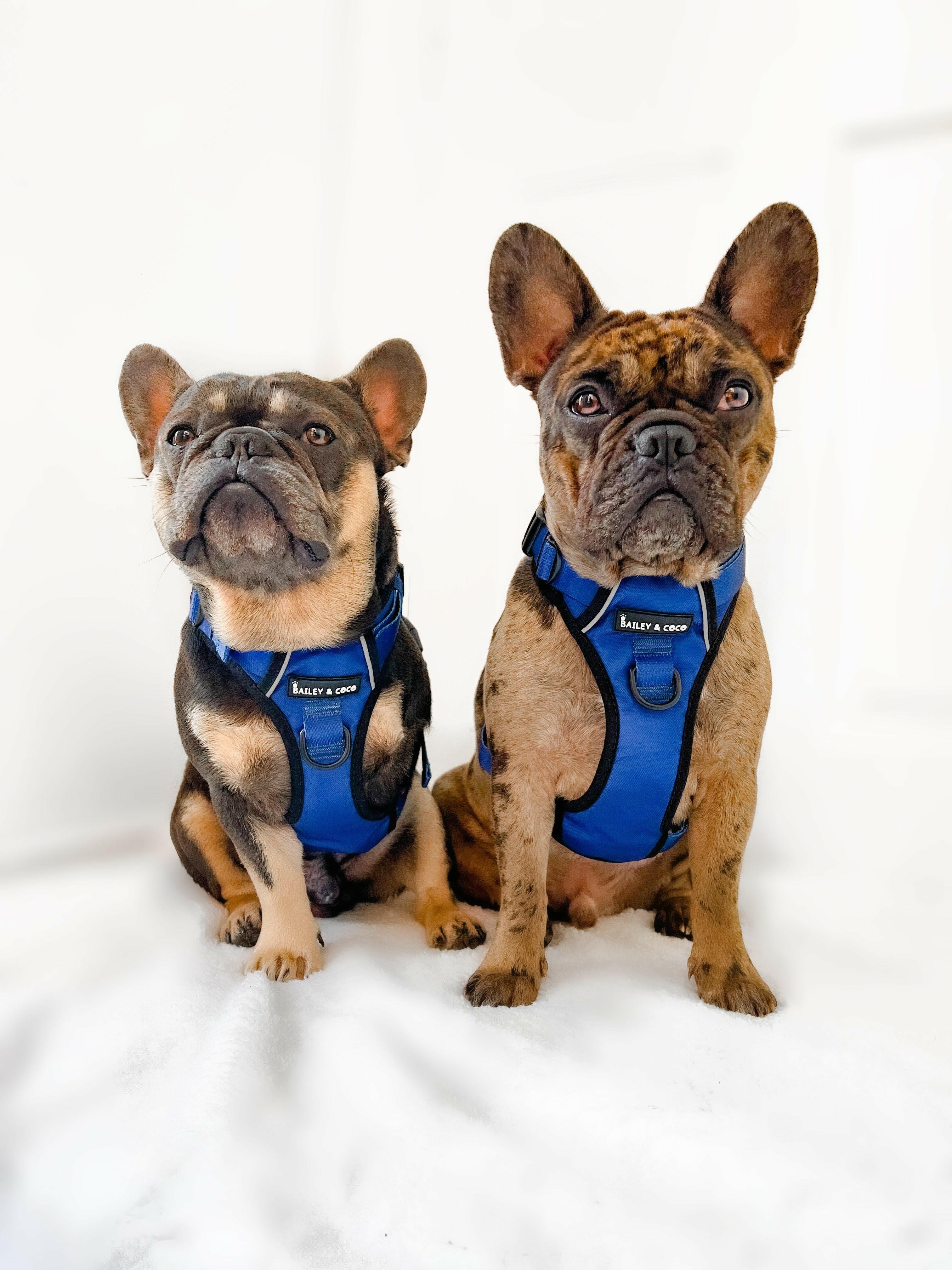 French bulldog deals harness and lead