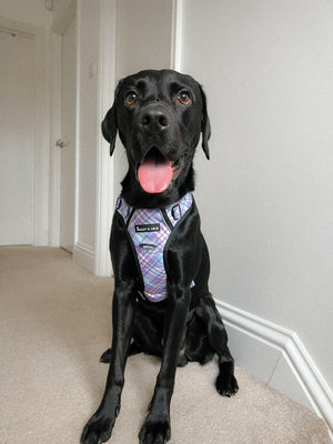 Trail & Glow® Dog Harness - Lilac Haze.