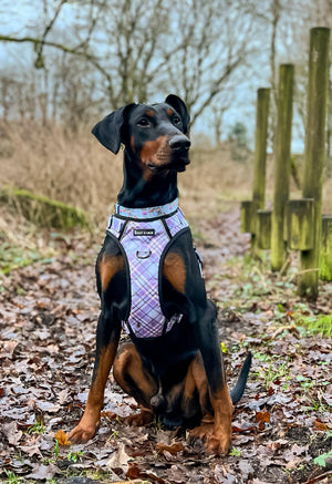 Trail & Glow® Dog Harness Bundle Set - Lilac Haze.