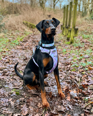 Trail & Glow® Dog Harness - Lilac Haze.