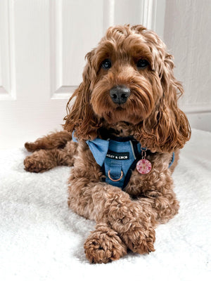 Trail & Glow® Dog Harness - The Denim One.