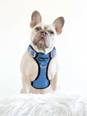 Trail & Glow® Dog Harness - The Denim One.