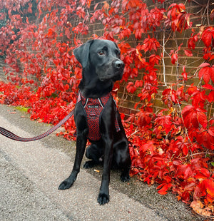 Dog Harness and Lead Set - Dark Romance.