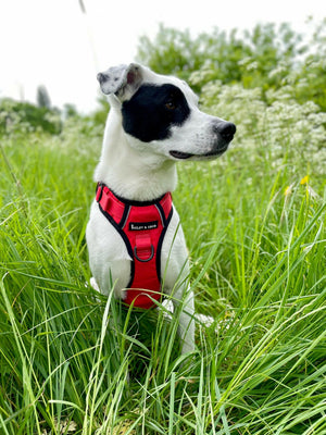 Trail & Glow® Dog Harness - The Red One.