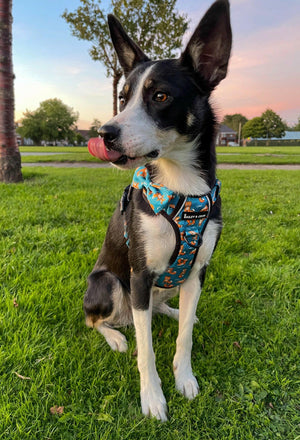 Trail & Glow® Dog Harness - Foxy Yoga.