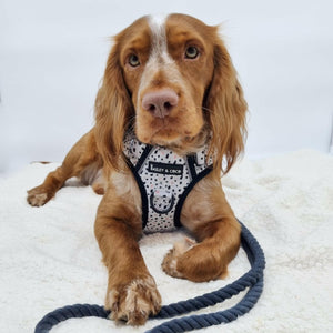 Dog Harness and Lead Set - Ditsy Dalmatian.